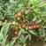 耐寒高钙果种子钙果欧李种子钙果水果树种子红钙果黄钙果紫钙