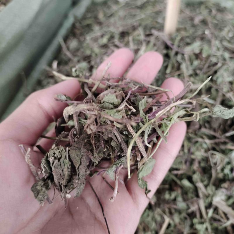 批发薄荷