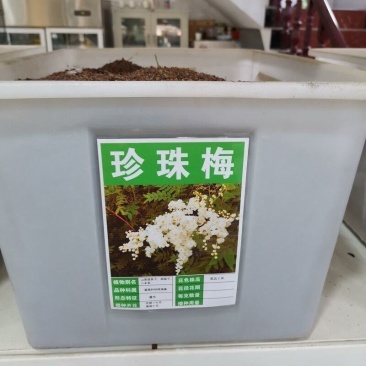 新采林木树种珍珠梅种子别名山高粱条子高楷子八本条珍珠梅