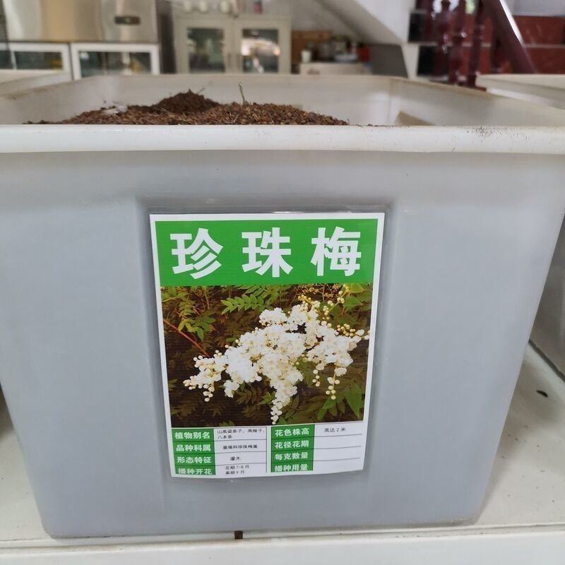 新采林木树种珍珠梅种子别名山高粱条子高楷子八本条珍珠梅