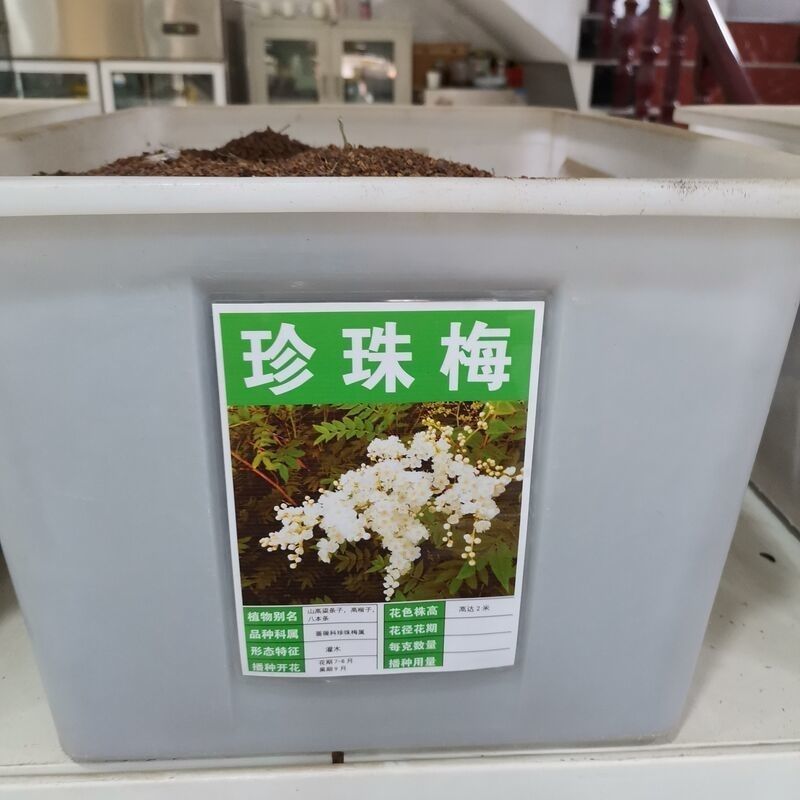 新采林木树种珍珠梅种子别名山高粱条子高楷子八本条珍珠梅