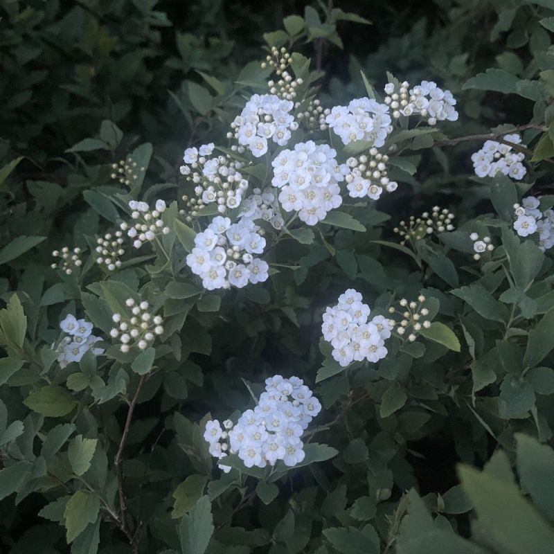 新采林木树种珍珠梅种子别名山高粱条子高楷子八本条珍珠梅