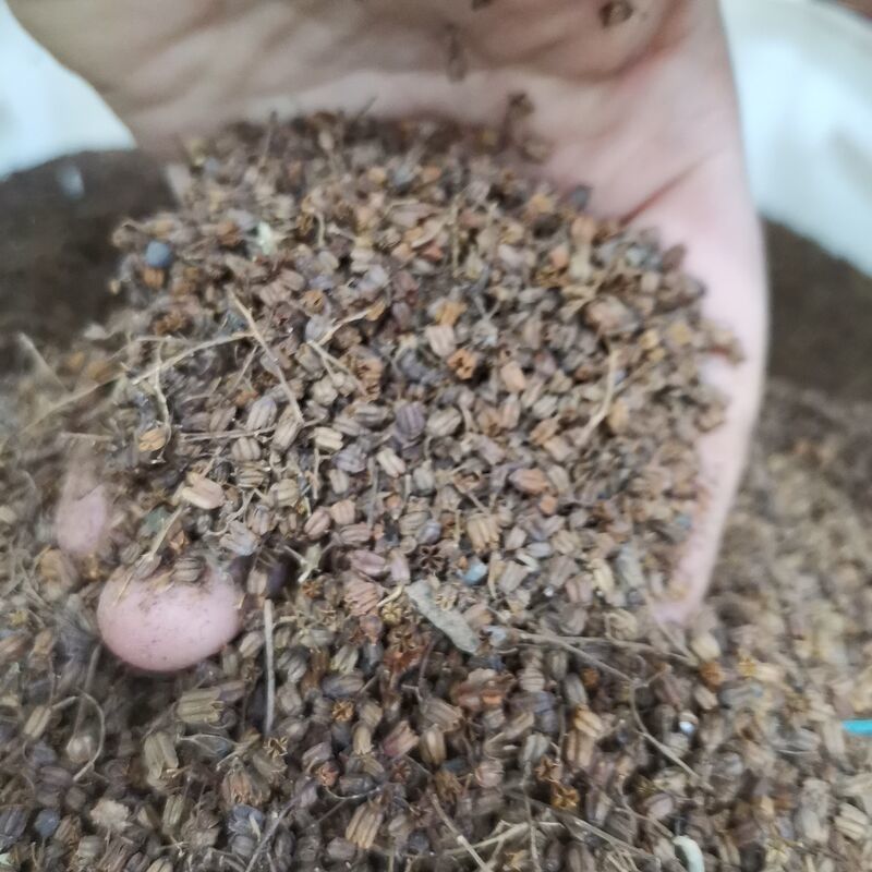 新采林木树种珍珠梅种子别名山高粱条子高楷子八本条珍珠梅