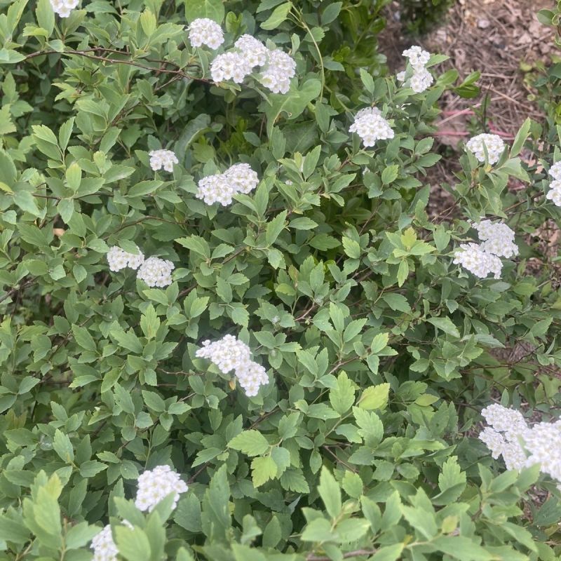 新采林木树种珍珠梅种子别名山高粱条子高楷子八本条珍珠梅
