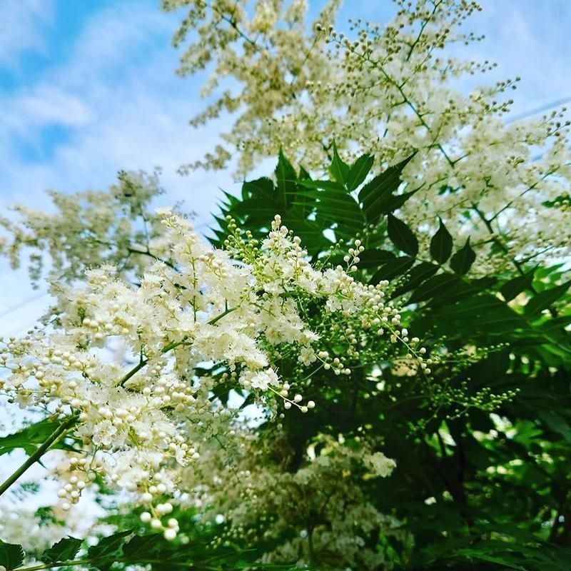 新采林木树种珍珠梅种子别名山高粱条子高楷子八本条珍珠梅