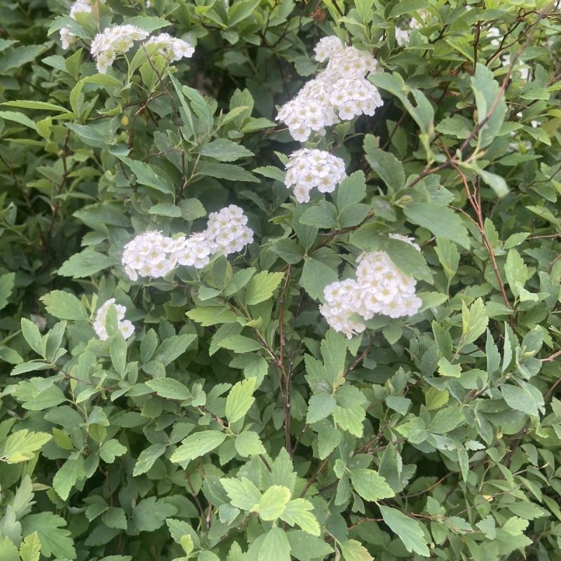 新采林木树种珍珠梅种子别名山高粱条子高楷子八本条珍珠梅
