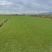 马尼拉草块草卷，广西玉林基地.