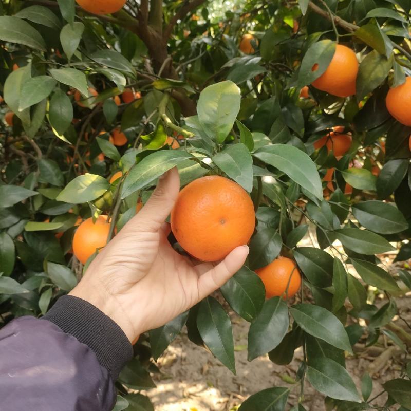 潮州饶平沃柑焦柑