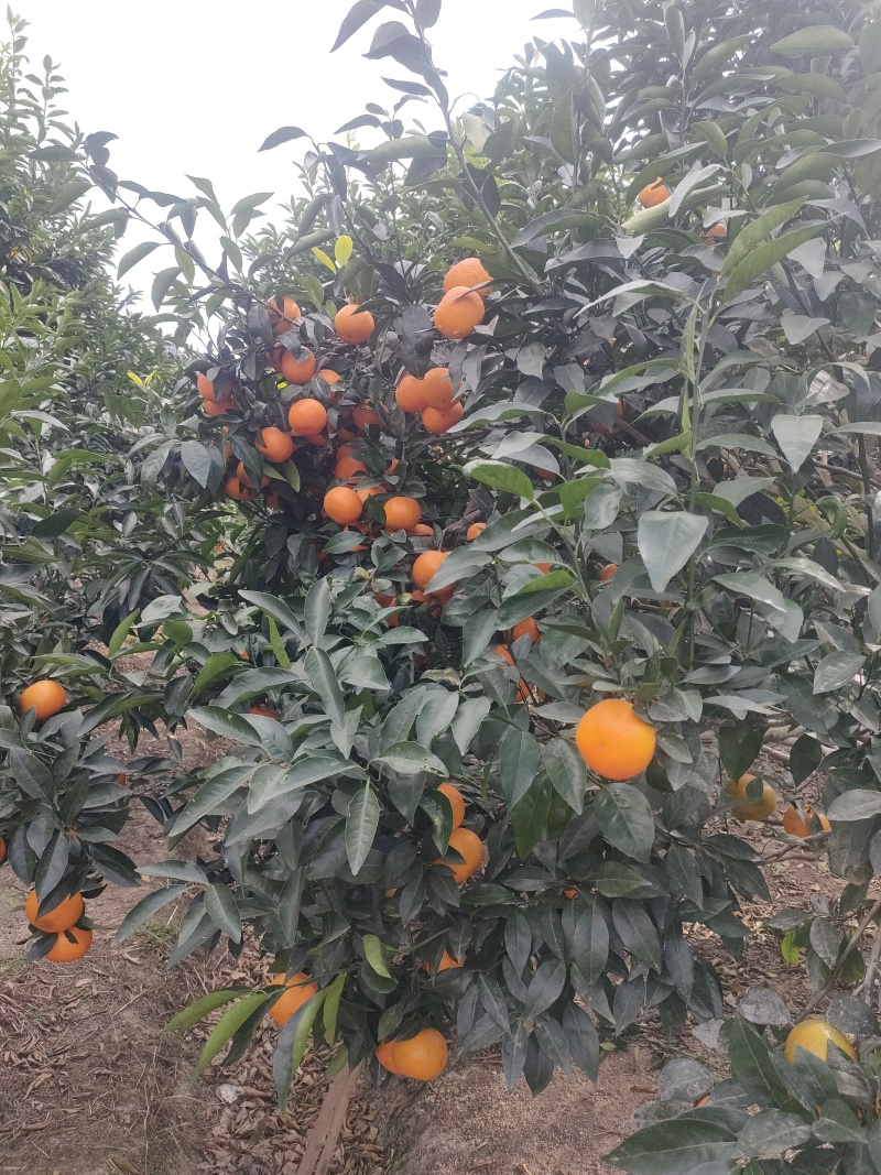 潮州饶平沃柑焦柑