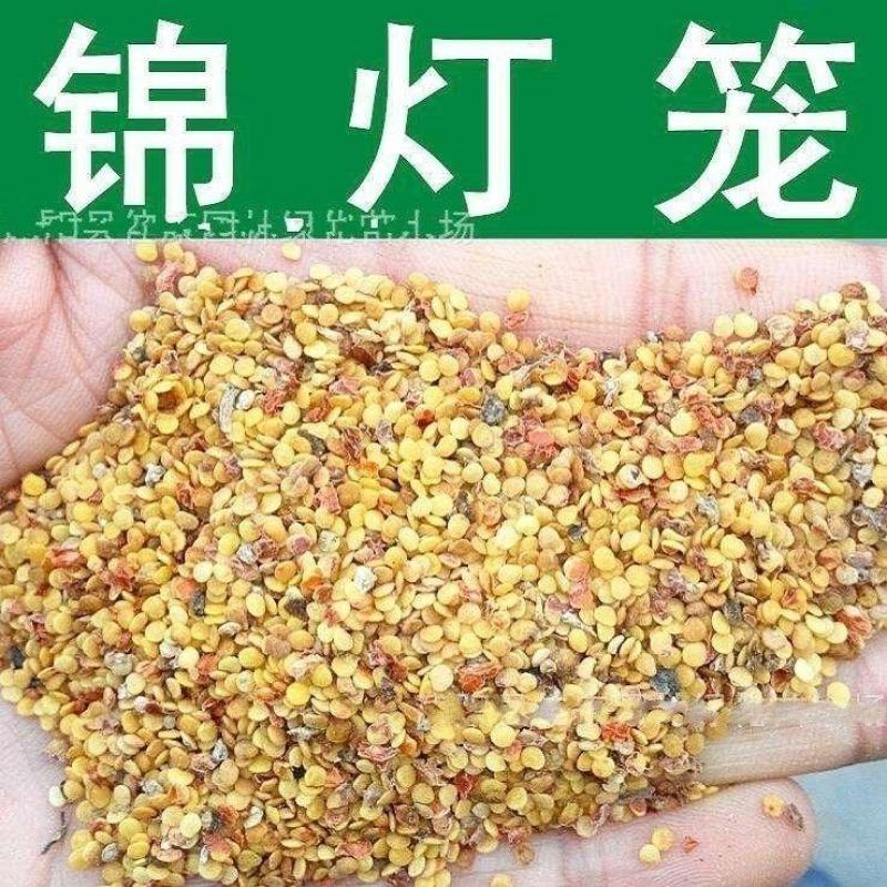 散装锦灯笼种子山姑娘红灯笼金姑娘甜姑娘种子包邮