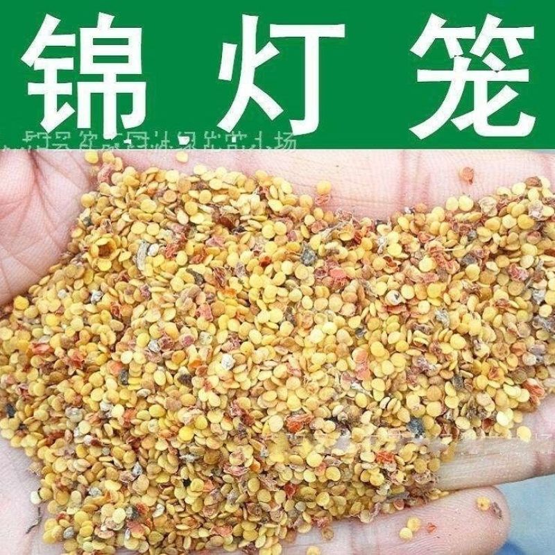 散装锦灯笼种子山姑娘红灯笼金姑娘甜姑娘种子包邮