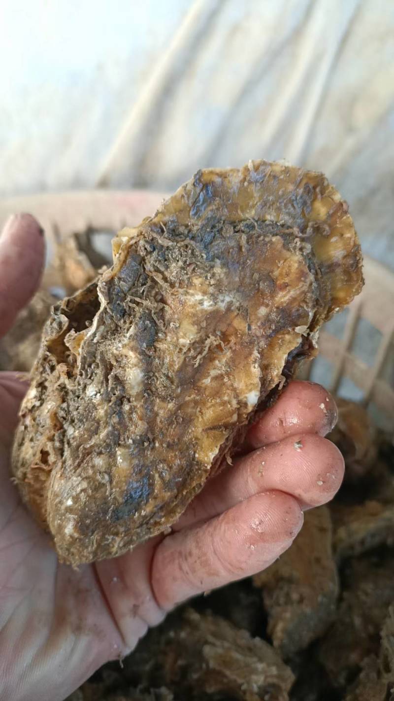 生蚝我是山东日照的，给大家介绍一下产品花边牡蛎，大量