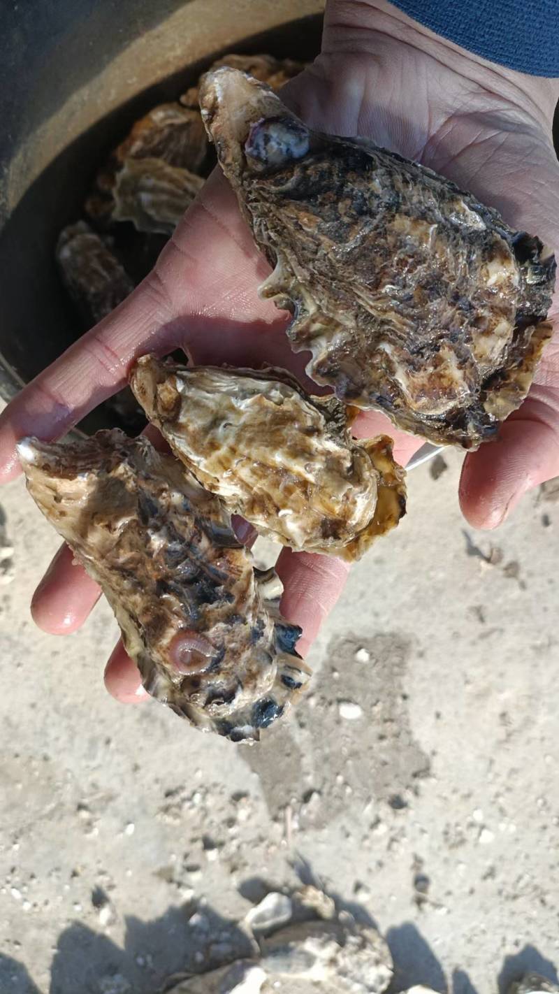 生蚝我是山东日照的，给大家介绍一下产品花边牡蛎，大量