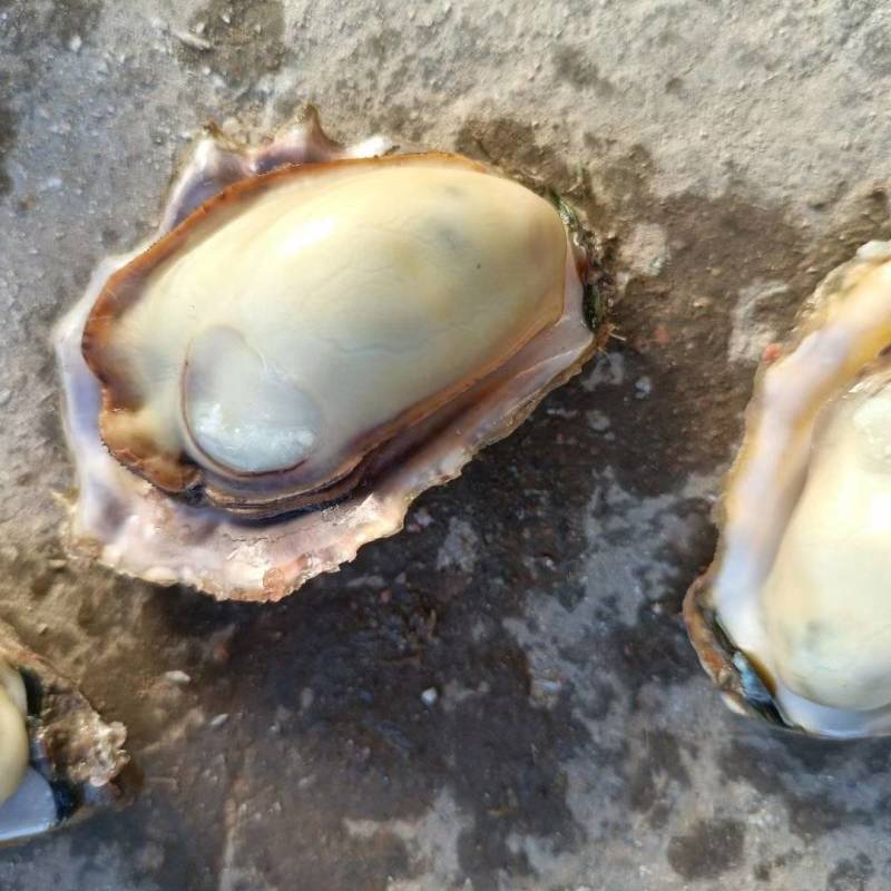 生蚝我是山东日照的，给大家介绍一下产品花边牡蛎，大量