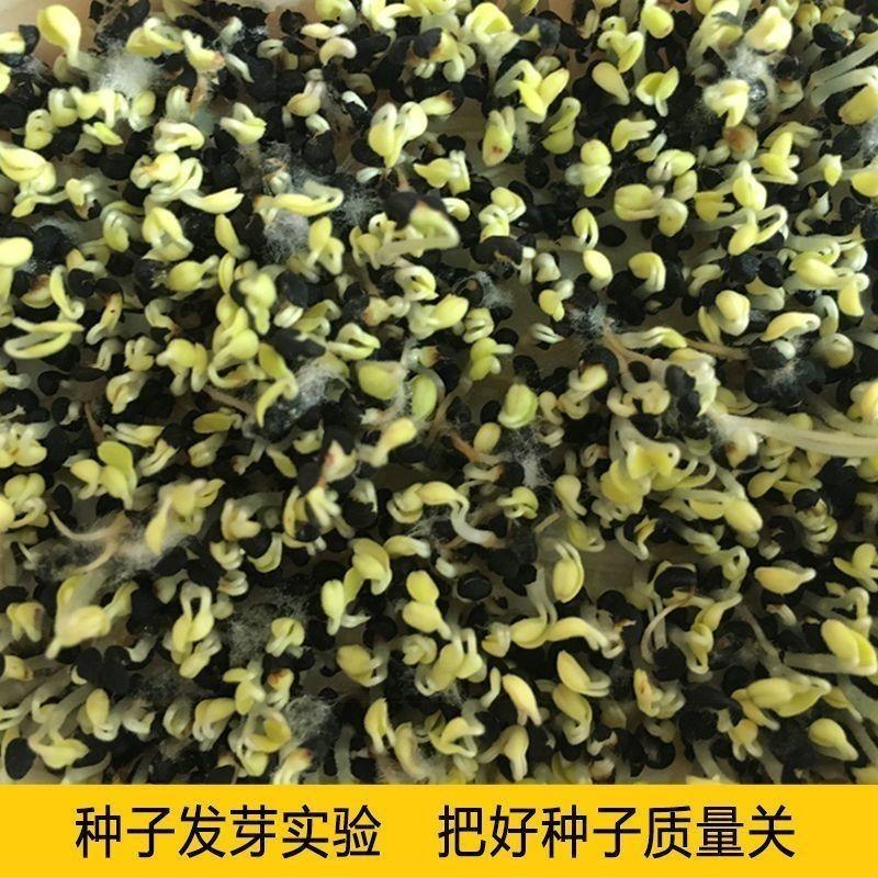 黄芩种子散装优质纯新黄芩籽中草药四季播种北方中药材种子多