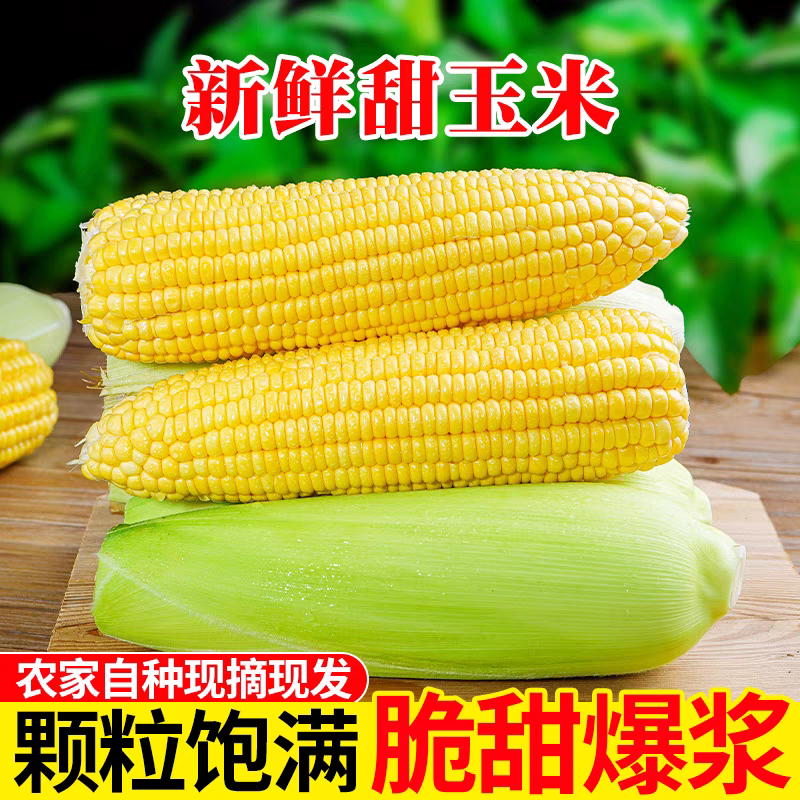 甜玉米产地一手货源量大从优保质保量欢迎订购