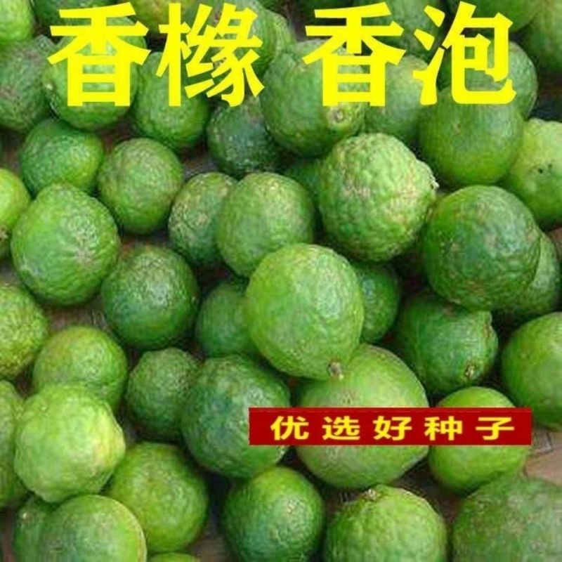 香橼种子枸橼子香圆香圆树香橼树种籽包邮