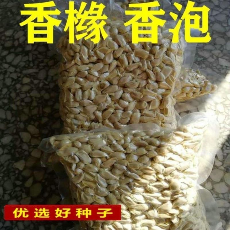 香橼种子枸橼子香圆香圆树香橼树种籽包邮