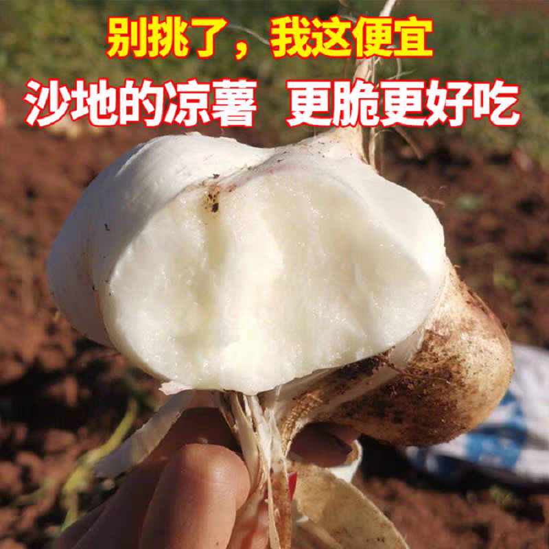凉薯地瓜豆薯产地一手货源，保质保量量大从优，欢迎订购