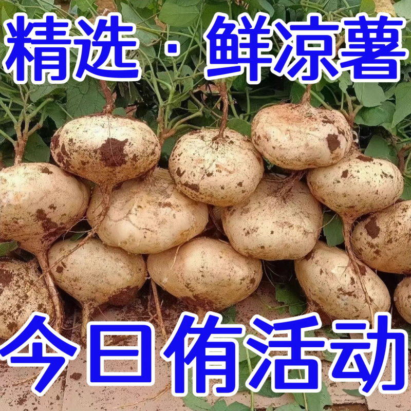凉薯地瓜豆薯产地一手货源，保质保量量大从优，欢迎订购