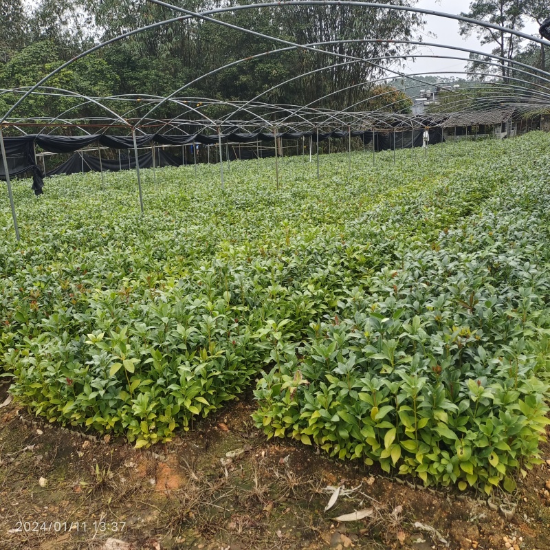 八角苗种子苗直生苗小杯苗大杯苗大量供应批发