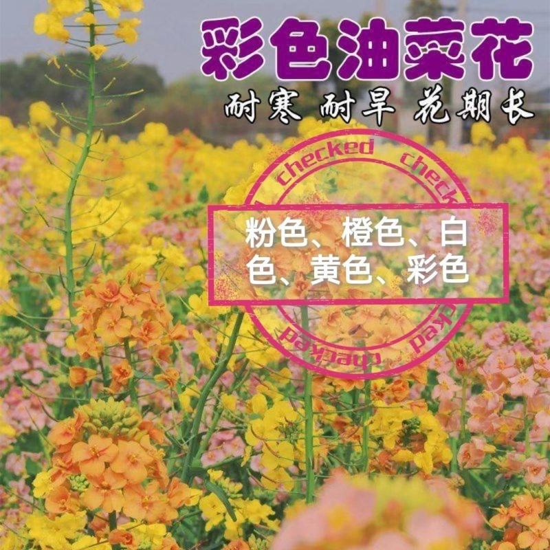 进口彩色油菜花种子花海景观绿化观赏大花彩色油菜花油菜籽耐