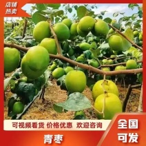 【热卖】广东湛江鲜枣青枣/大青枣甜脆爽口/基地直发质量好