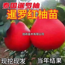 柚子树苗暹罗红柚苗红宝石柚子苗南方北方种植品种纯