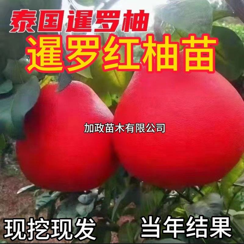 柚子树苗暹罗红柚苗红宝石柚子苗南方北方种植品种纯