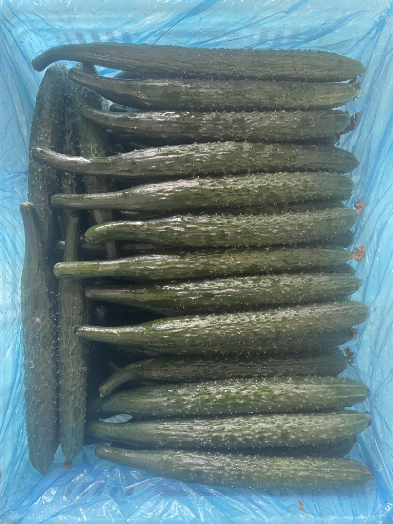 次品黄瓜，食堂货