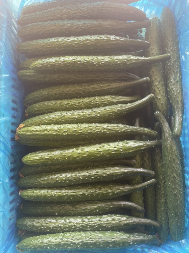 次品黄瓜，食堂货