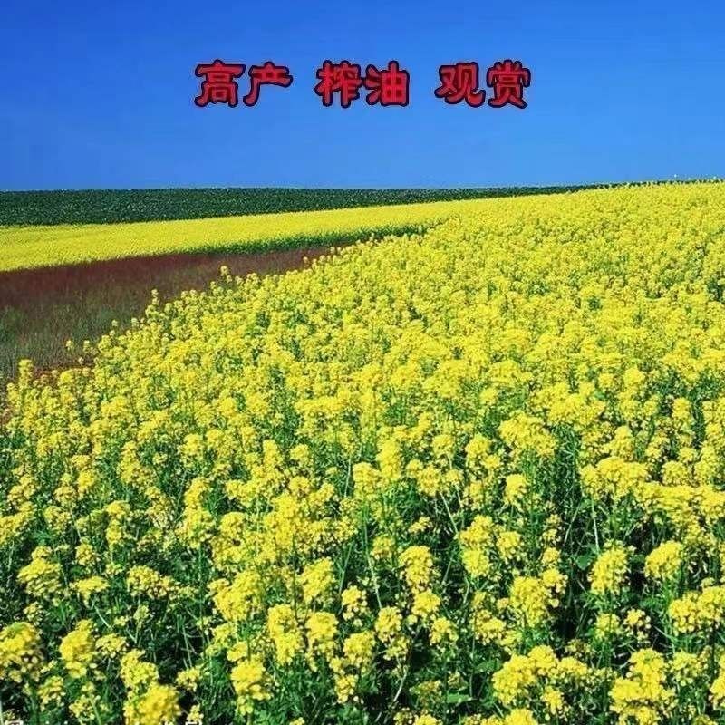四季油菜籽景观型观赏油菜花种子高产可榨油菜种籽花海易种