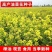 四季油菜籽景观型观赏油菜花种子高产可榨油菜种籽花海易种