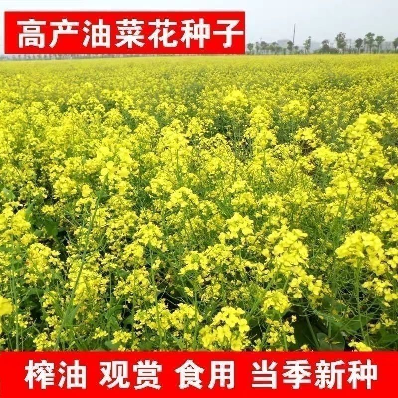 四季油菜籽景观型观赏油菜花种子高产可榨油菜种籽花海易种