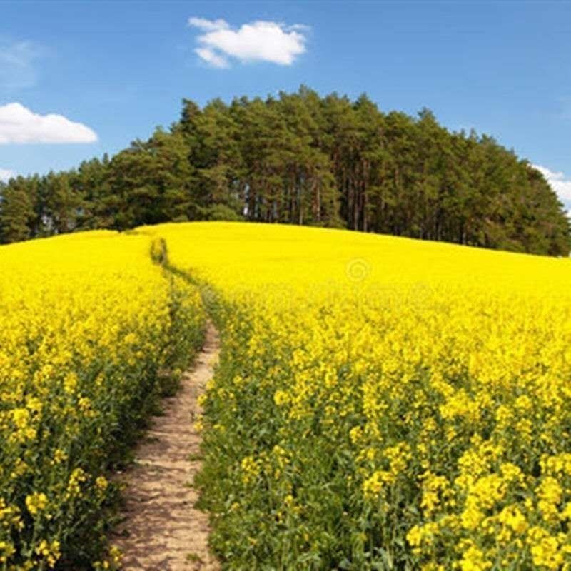 四季油菜籽景观型观赏油菜花种子高产可榨油菜种籽花海易种