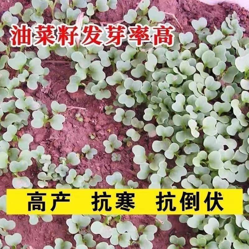 四季油菜籽景观型观赏油菜花种子高产可榨油菜种籽花海易种