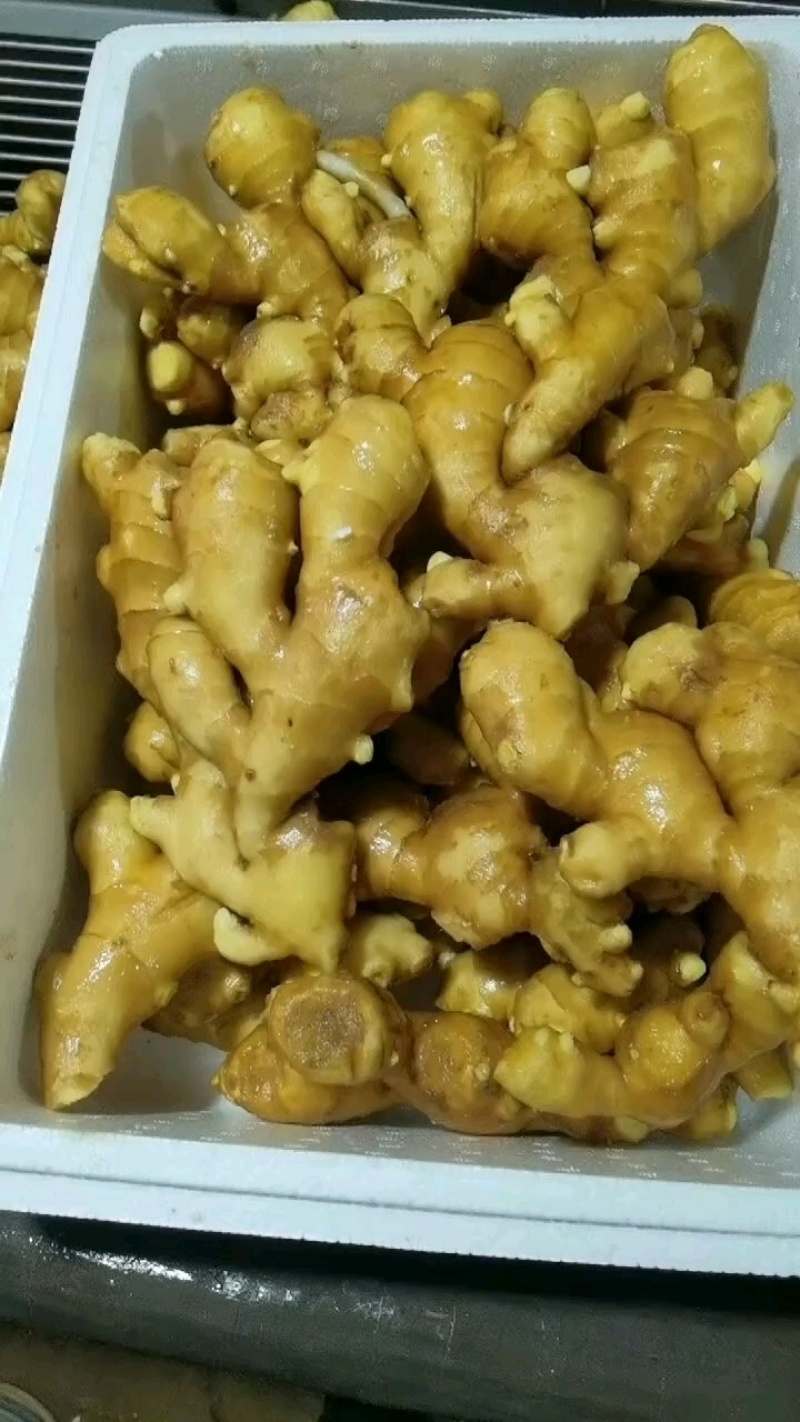 沂南县璎杰姜水洗小黄姜一手货源质量保证全国发货