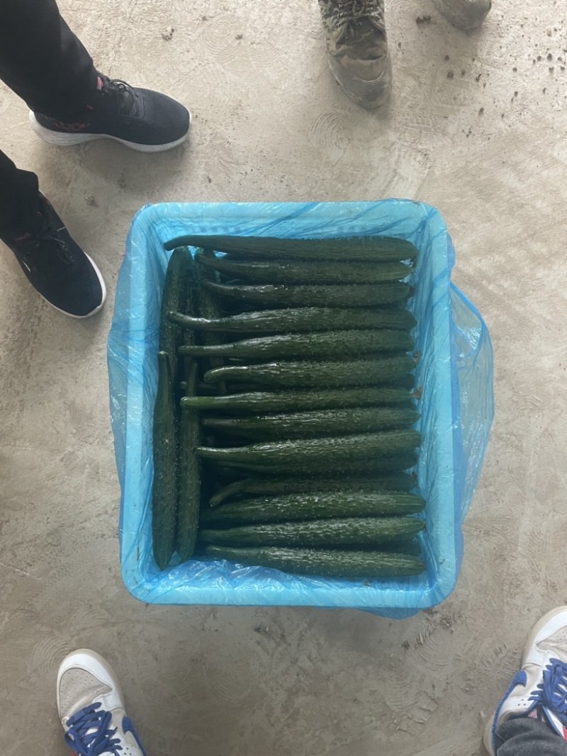 山东黄瓜密刺黄瓜自家货源一手价格有场地工人备货快耐运输运费低