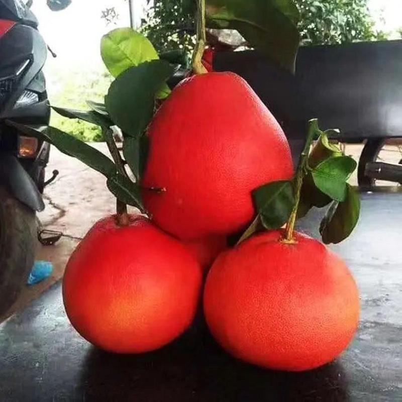 泰国暹罗红柚红肉红皮柚子苗当年结果品种纯