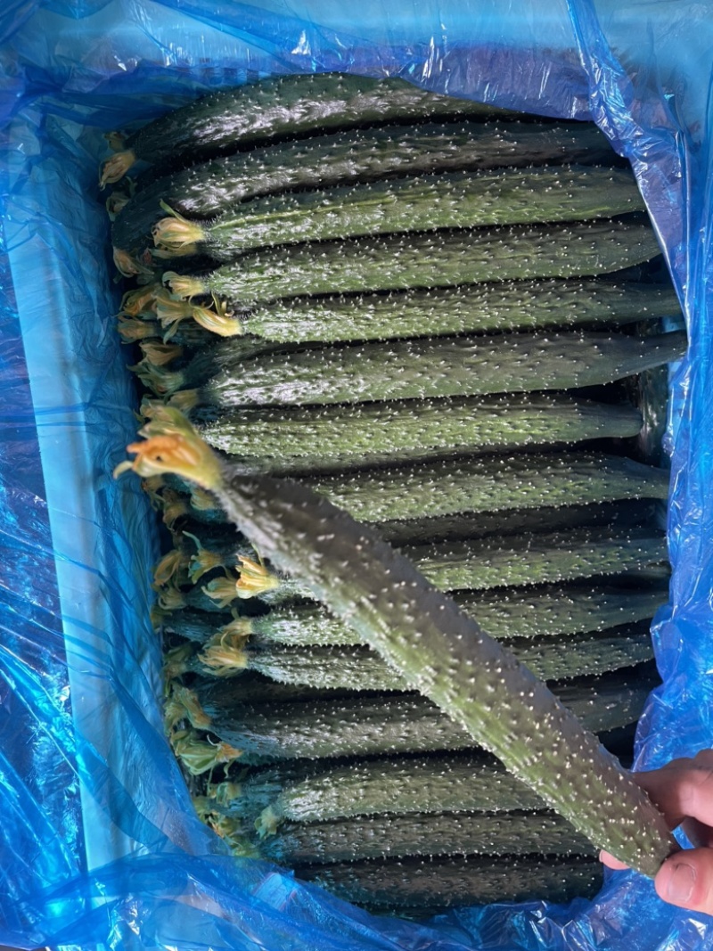 山东黄瓜密刺黄瓜自家货源一手价格有场地工人备货快耐运输运费低
