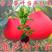 泰国暹罗红柚红肉红皮柚子苗当年结果品种纯