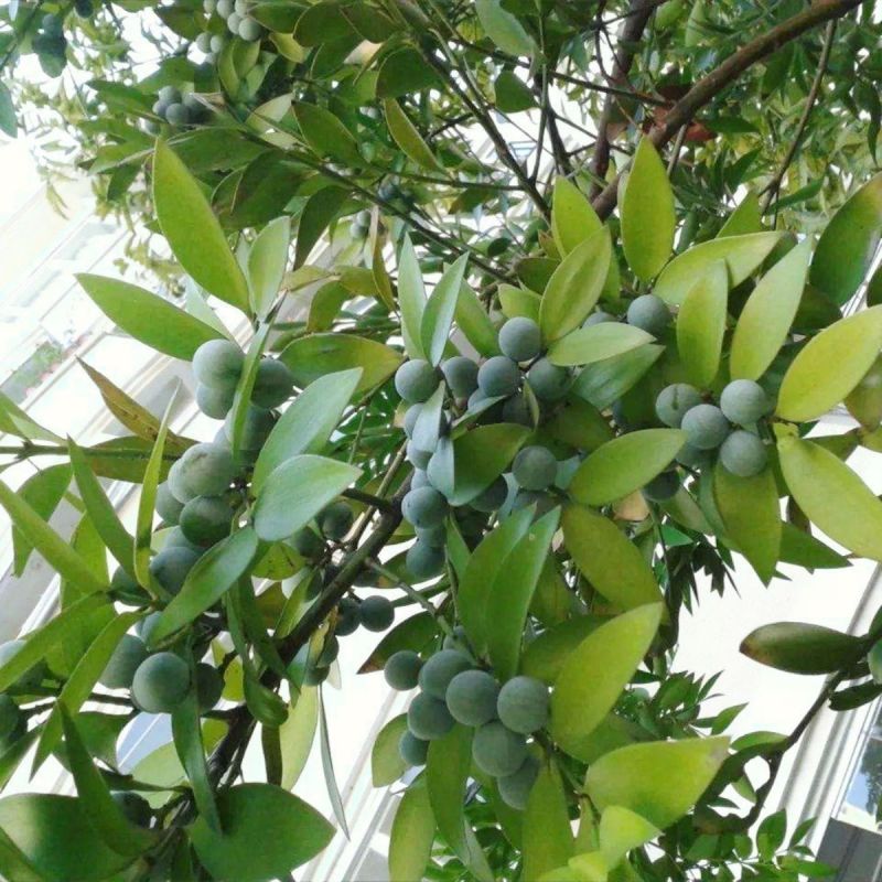 竹柏种子四季长青绿化林木花木种子新采大叶竹柏小叶竹