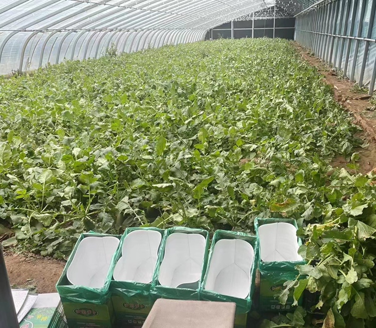 沙窝萝卜田间生长场景