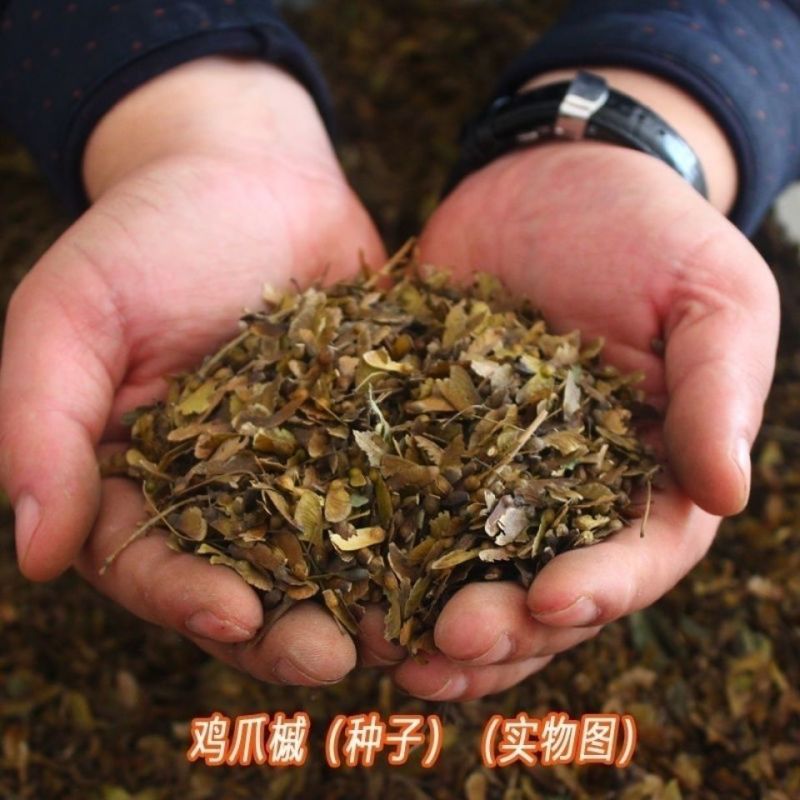 鸡爪槭树种子鸡爪槭种子小叶大叶鸡爪槭种子