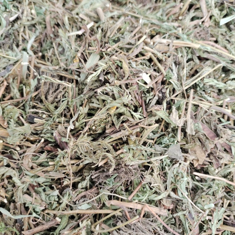 批发软肝草