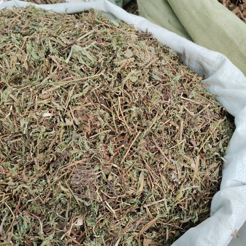 批发软肝草