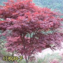正品红枫树种子美国红枫种子日本红枫种子枫叶鲜红观赏多年