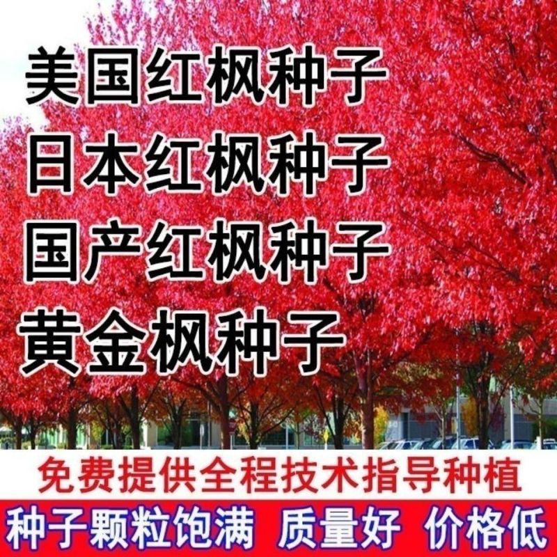 正品红枫树种子美国红枫种子日本红枫种子枫叶鲜红观赏多年