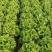 生菜