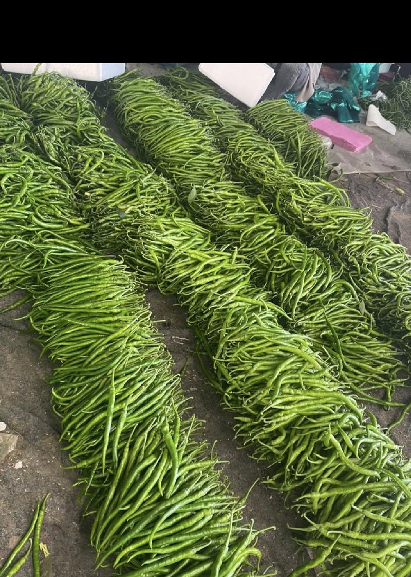 线椒新品种~绿剑长线种子